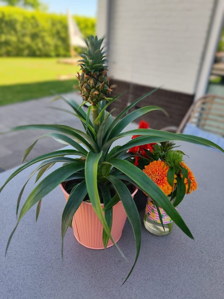Tropische tafeldecoratie op palmbladen voor een Hawaii verjaardag